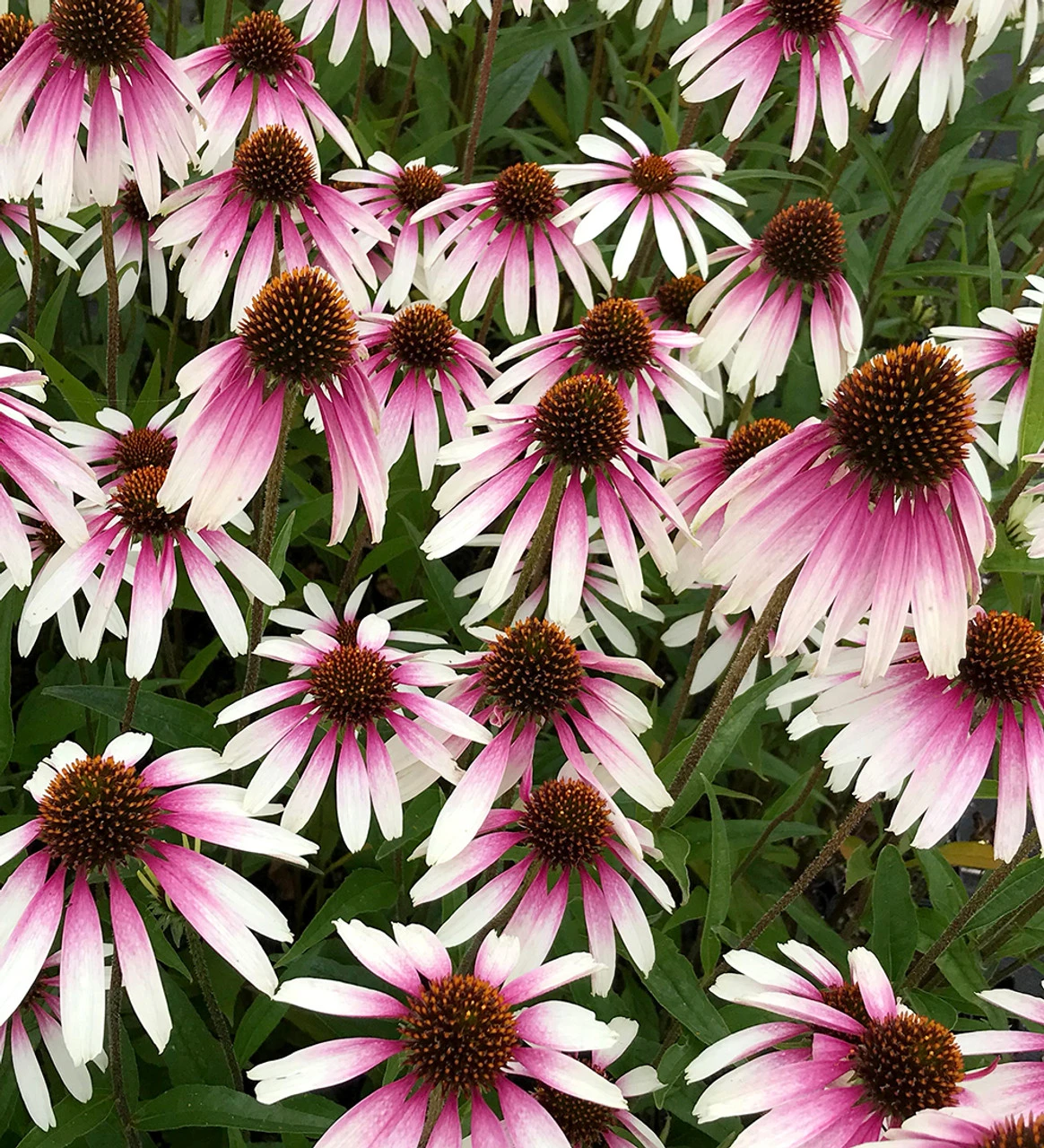 Echinacea X 'Pretty Parasols' ('JS Engeltje')