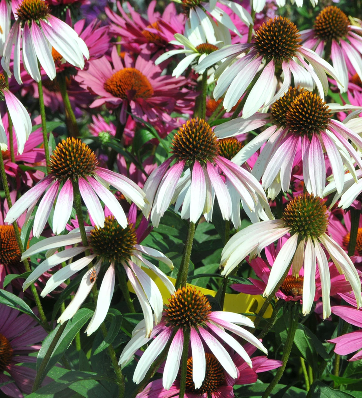 Echinacea X 'Pretty Parasols' ('JS Engeltje') - Image 2