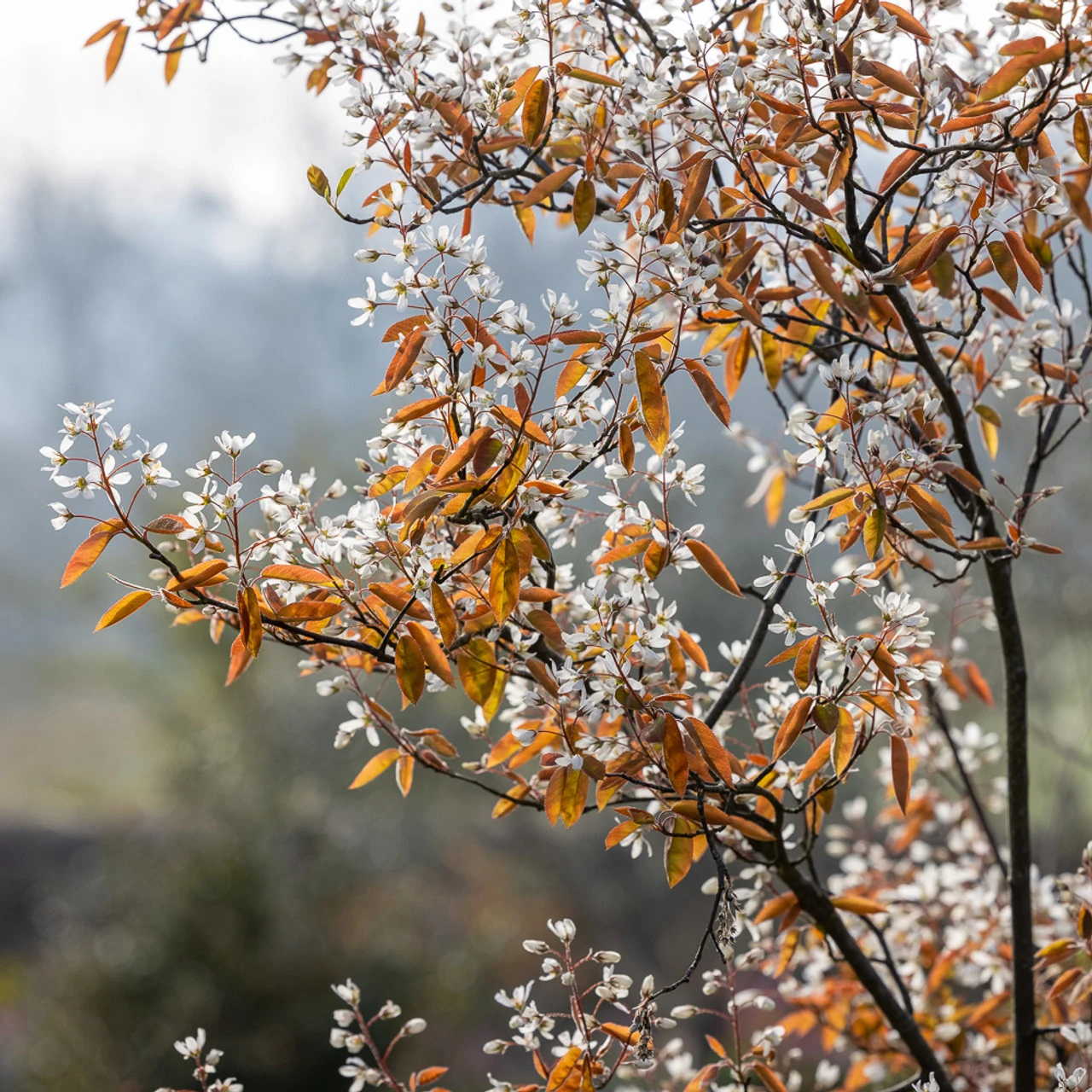 Amelanchier Lamarckii - Image 2