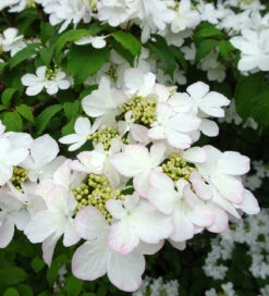 Viburnum Plicatum F. Tomentosum