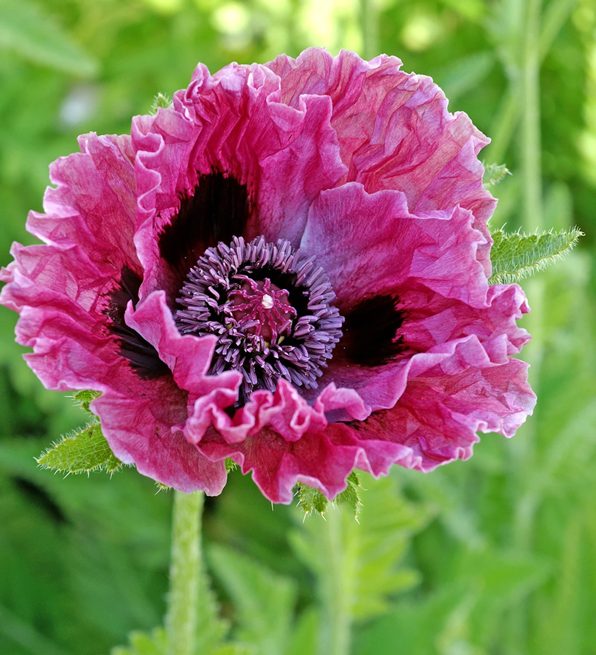 New York Poppy Collection - Image 2