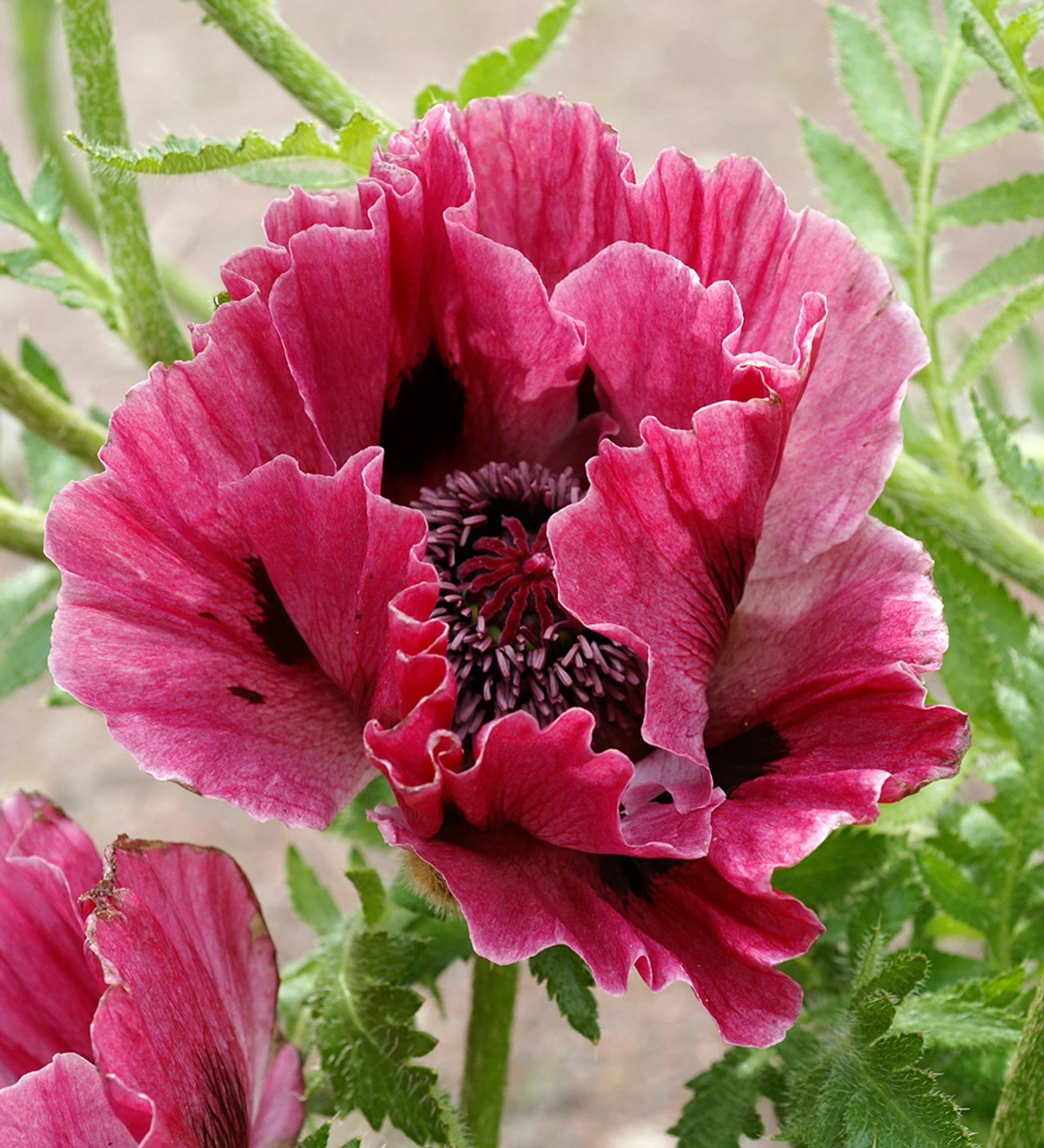 New York Poppy Collection - Image 3