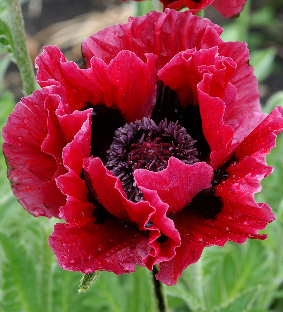 New York Poppy Collection - Image 4