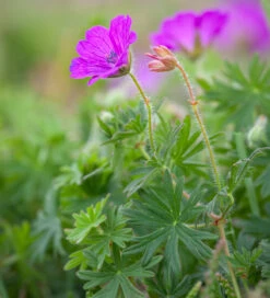 Bloody Cranesbill (Geranium Sanguineum)