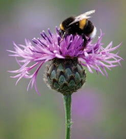 Greater Knapweed (Centaurea Scabiosa)