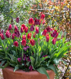 Crimson And Black Velvet Pot Collection