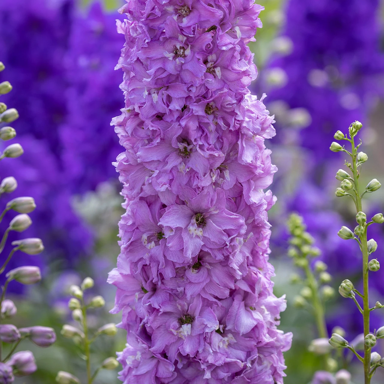 Delphinium 'Juliette' (Delgenius Series)