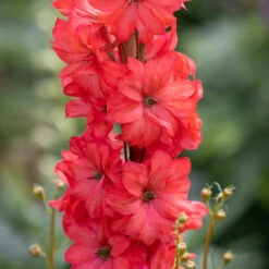 Delphinium 'Red Lark'