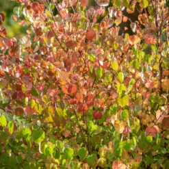 Cercidiphyllum Japonicum