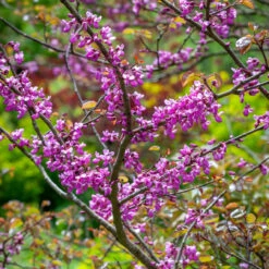 Cercis Canadensis