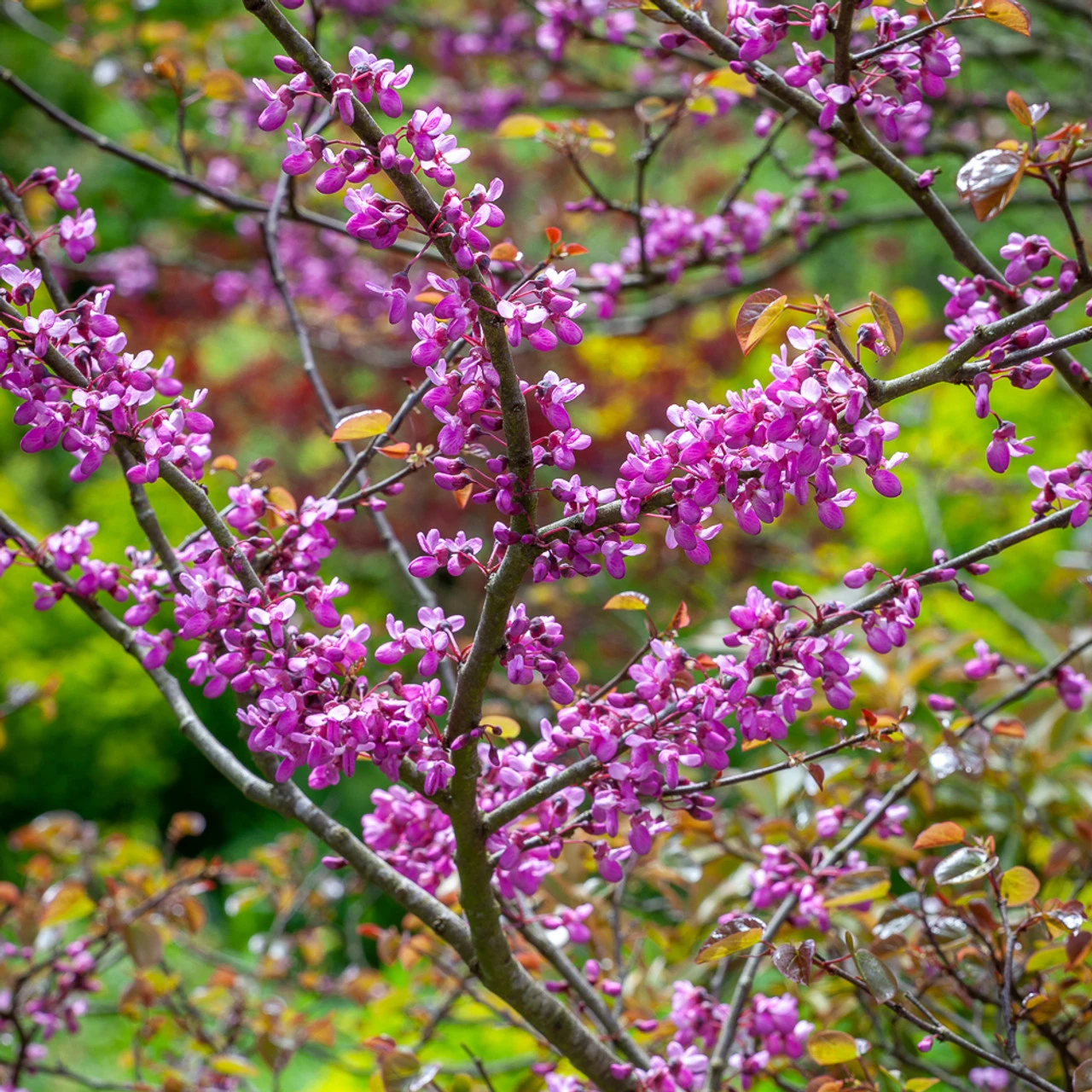 Cercis Canadensis