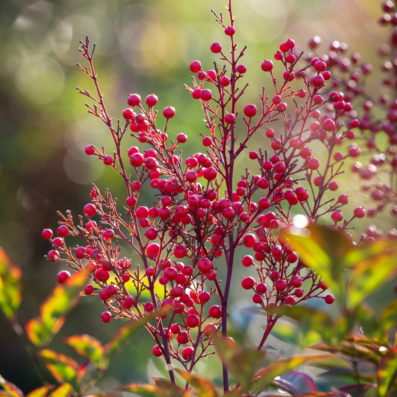 Nandina Domestica 'Richmond' - Image 2