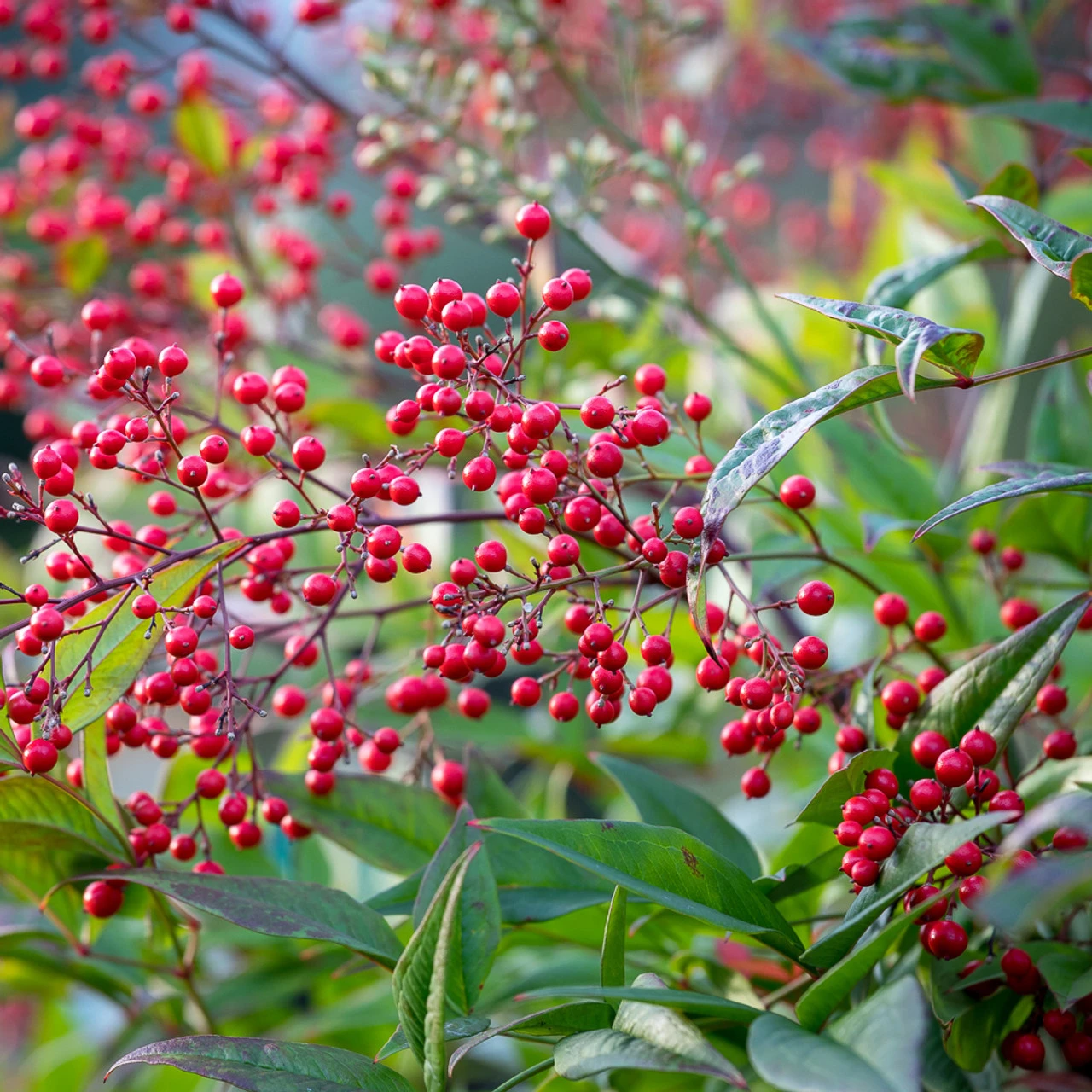 Nandina Domestica 'Richmond' - Image 3