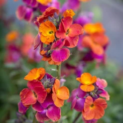 Erysimum 'Winter Sorbet'