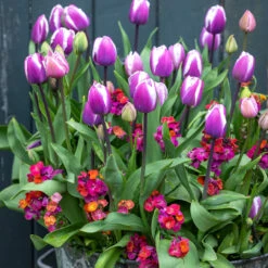 Blackcurrant Ripple Tulip And Wallflower Collection