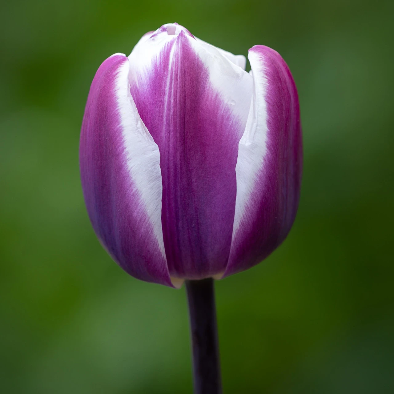 Blackcurrant Ripple Tulip And Wallflower Collection - Image 2