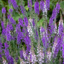 Naturalising Toadflax Collection