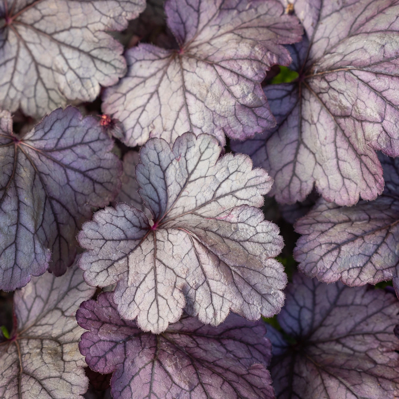 Heuchera 'Pools Of Purple'