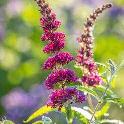 Buddleia Davidii 'Buzz Wine'