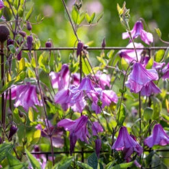 Clematis 'Alionushka'