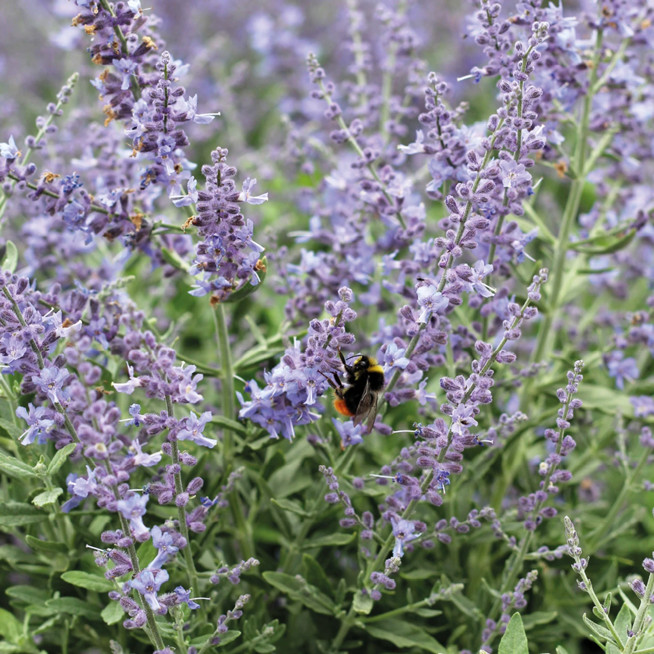 Salvia Yangii 'Bluesette' (syn. Perovskia)