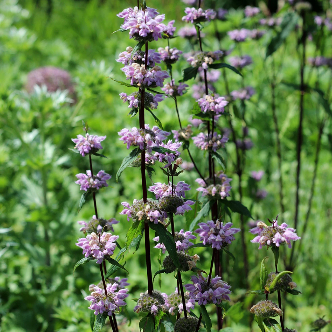 Phlomis Tuberosa 'Amazone'