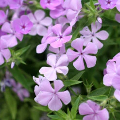 Phlox Subulata 'Pink Sparkles' (Spring Bling Series)