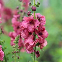 Verbascum 'Petra'