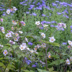 Anemones And Asters For Autumn