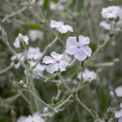 Lychnis Coronaria 'Angel's Blush'