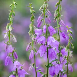 Adenophora Bulleyana