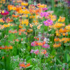 Primula X Bulleesiana 'Candelabra Mix'