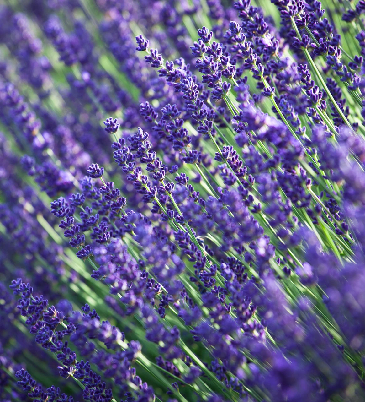 Lavender And Daisies Collection - Image 3