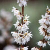Abeliophyllum Distichum (White Forsythia)