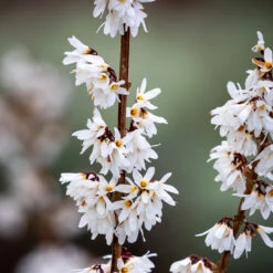 Abeliophyllum Distichum (White Forsythia)