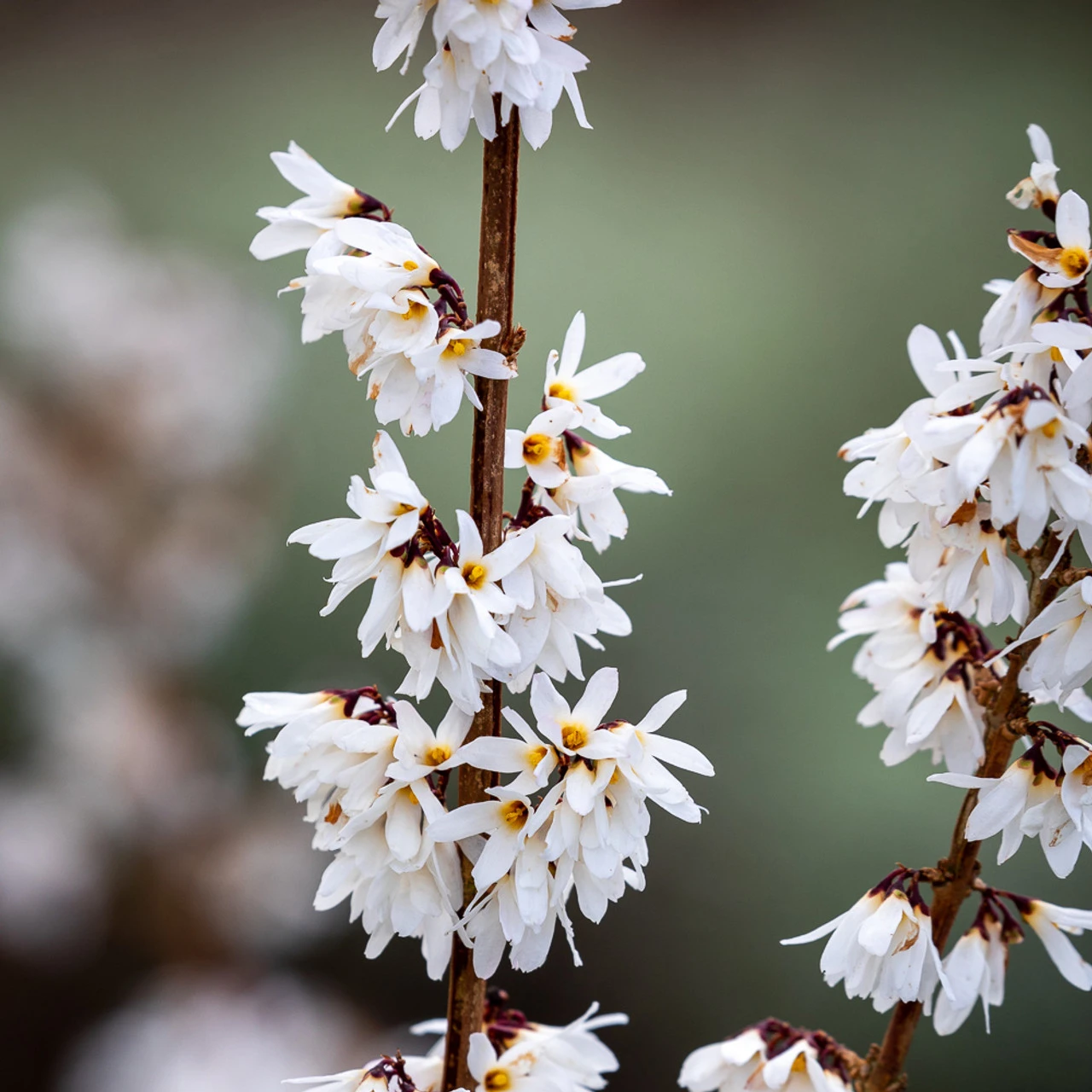 Abeliophyllum Distichum (White Forsythia)