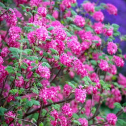 Ribes Sanguineum 'Pulborough Scarlet'