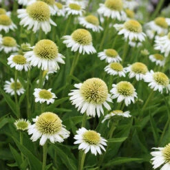 Echinacea 'Delicious Ice'