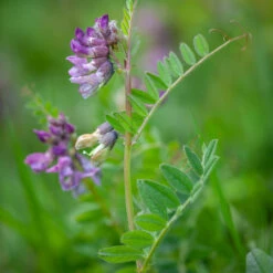 Purple Vetch (Vicia Benghalensis)