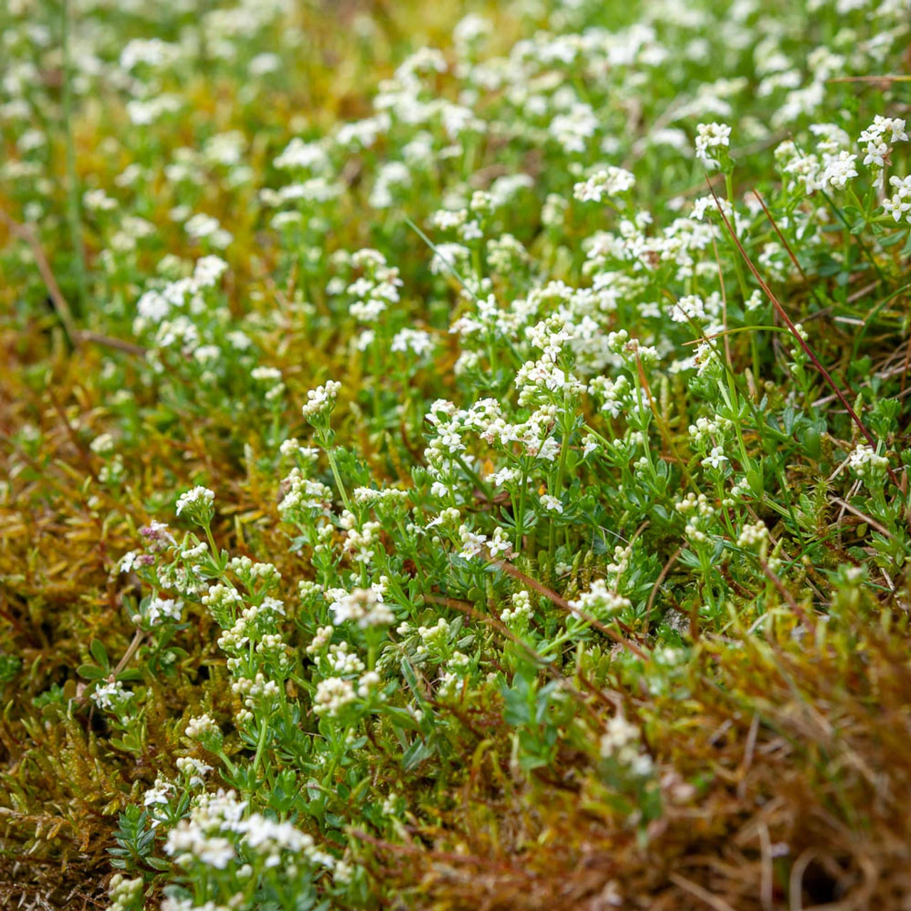 Heath Bedstraw (Galium Saxatile)