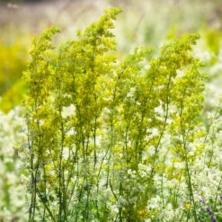 Lady's Bedstraw (Galium Verum)