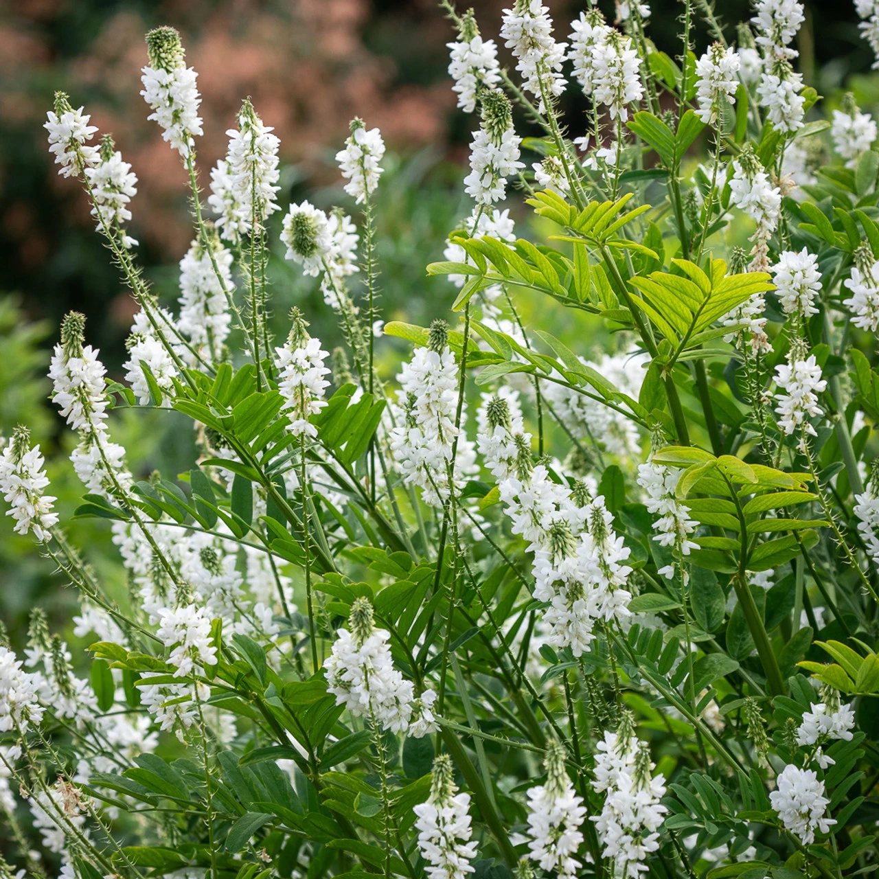 Oriental Goat's Rue (Galega Orientalis) - Image 2