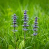 Bugle (Ajuga Reptans)
