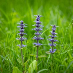 Bugle (Ajuga Reptans)