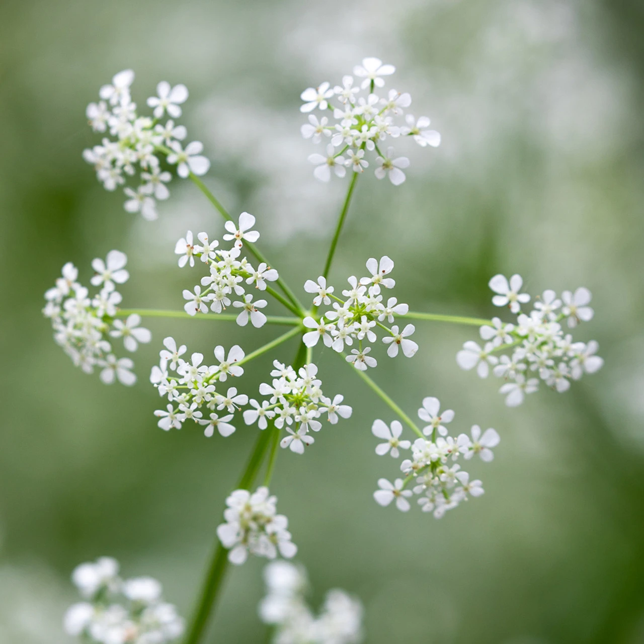 Cow Parsley (Anthriscus Sylvestris)