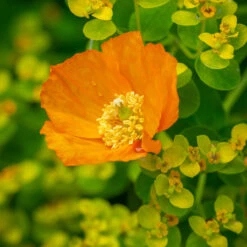 Welsh Poppy (Meconopsis Cambrica 'Aurantiaca')