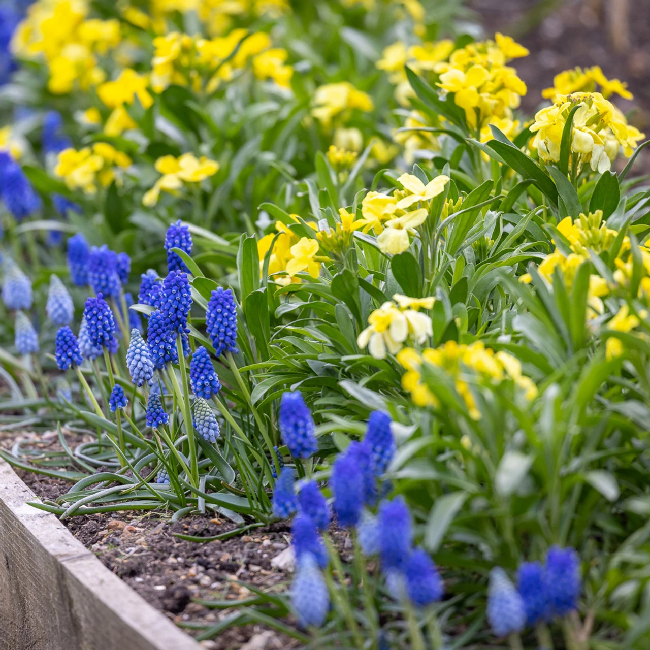 Kyiv Plant Collection - Image 3