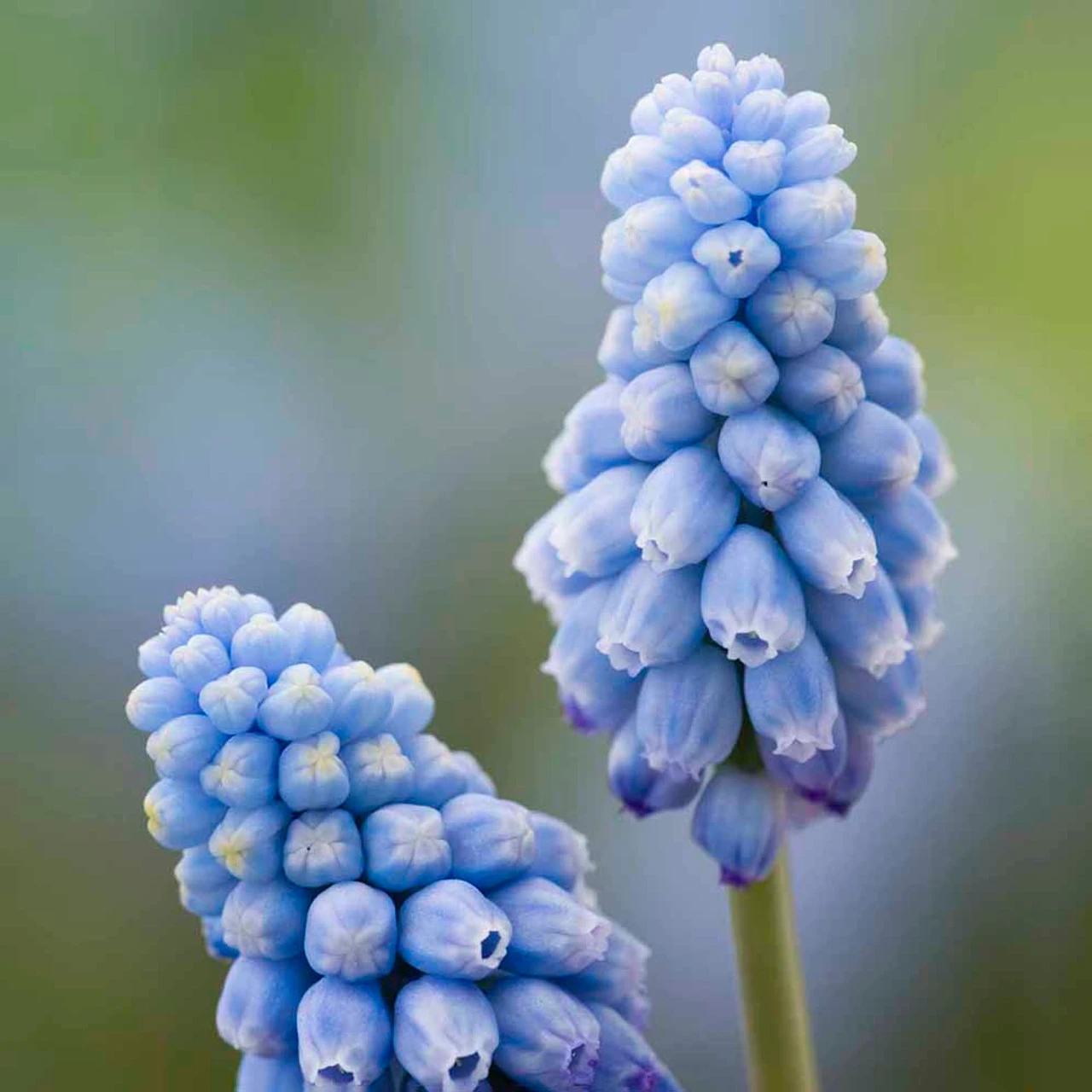 Kyiv Plant Collection - Image 7