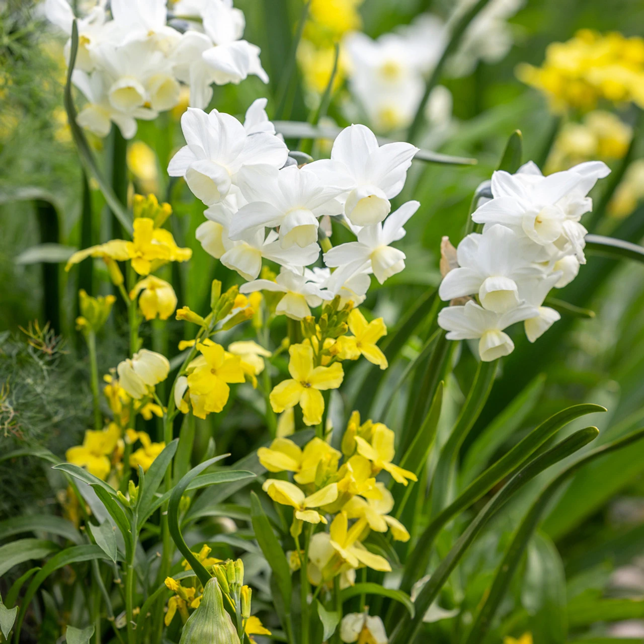 Perfumed Path Collection - Image 3