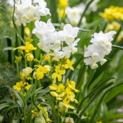 Perfumed Path Collection